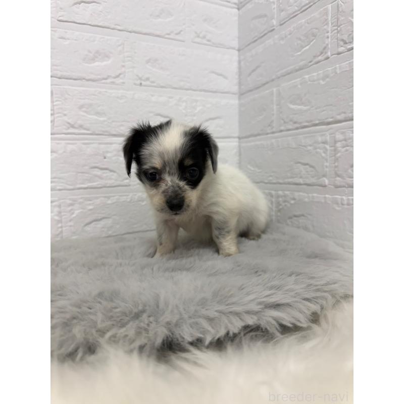 販売中の東京都のチワックス:チワワ×ミニチュアダックスフンド-436440の7枚目