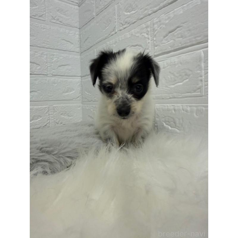 販売中の東京都のチワックス:チワワ×ミニチュアダックスフンド-436440の4枚目