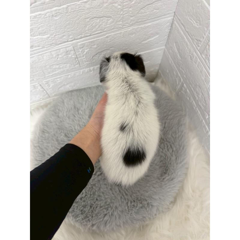 販売中の東京都のチワックス:チワワ×ミニチュアダックスフンド-436440の3枚目