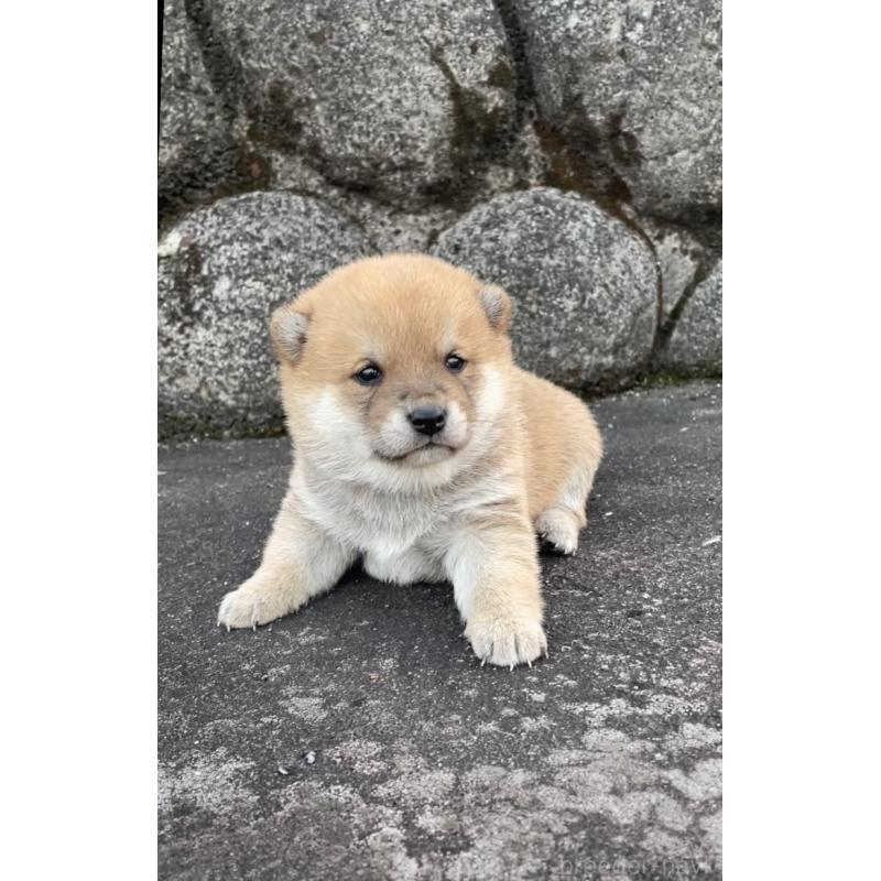 販売中の大分県の豆柴-436441の4枚目