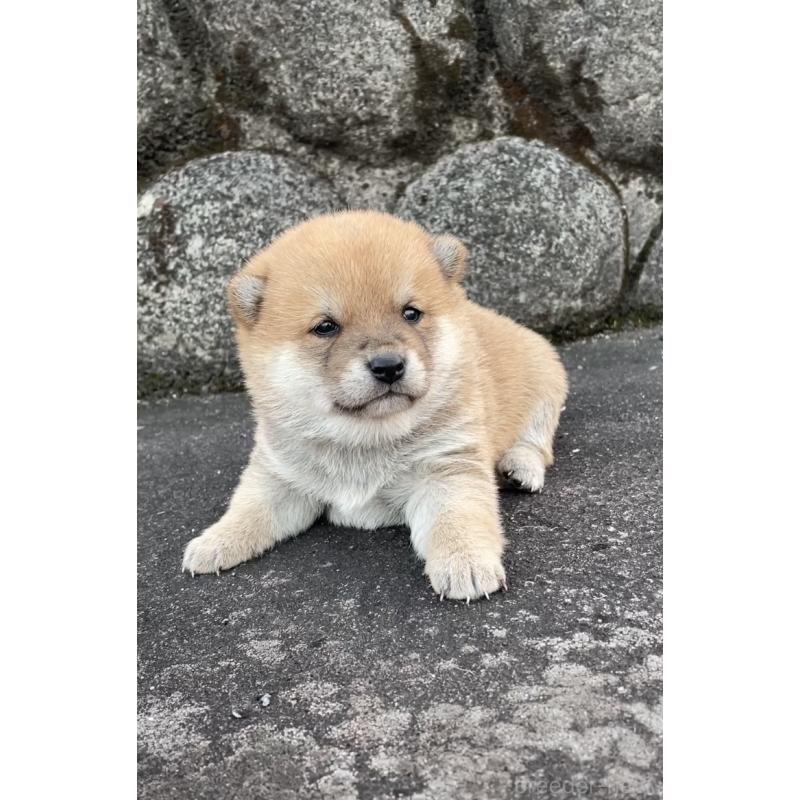 販売中の大分県の豆柴-436441の3枚目