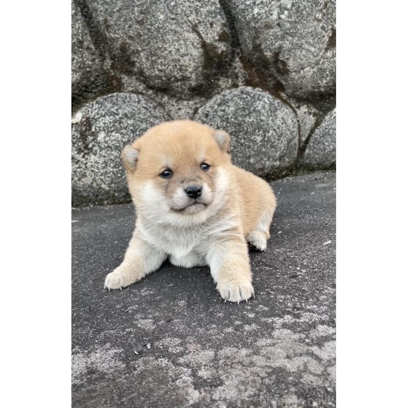 販売中の大分県の豆柴-436441の2枚目