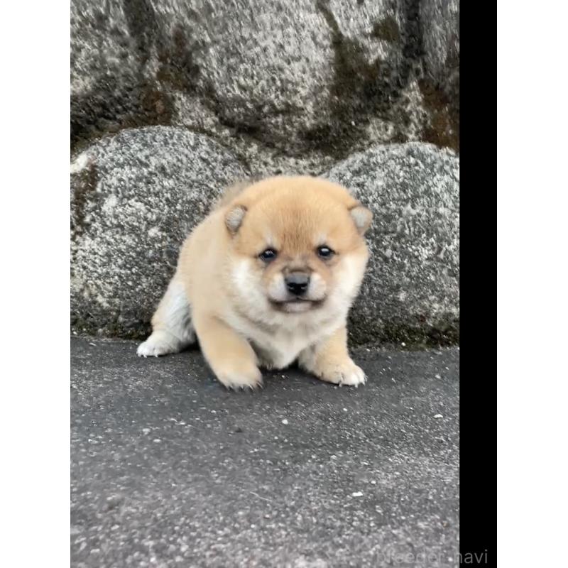 販売中の大分県の豆柴-436442の4枚目