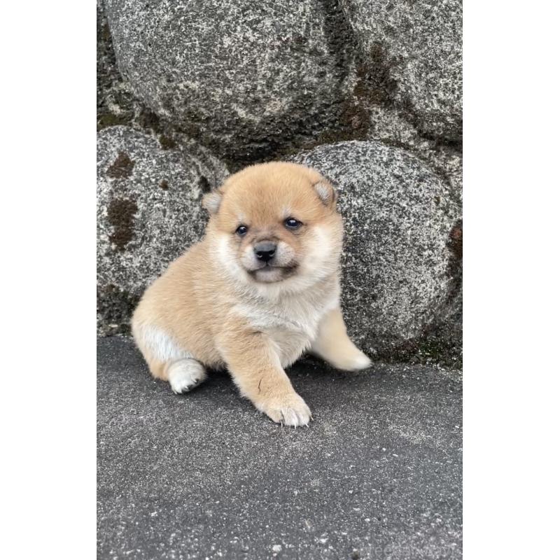 販売中の大分県の豆柴-436442の3枚目