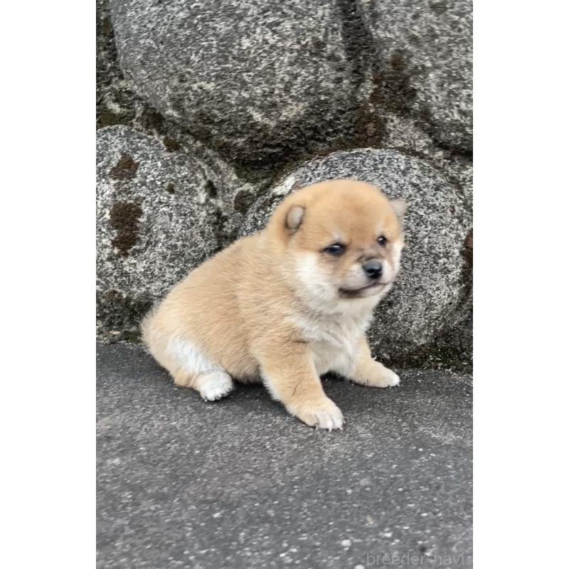 販売中の大分県の豆柴-436442の2枚目