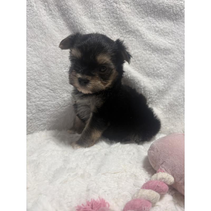 販売中の滋賀県のマルキー:マルチーズ×ヨークシャーテリア-436444の4枚目