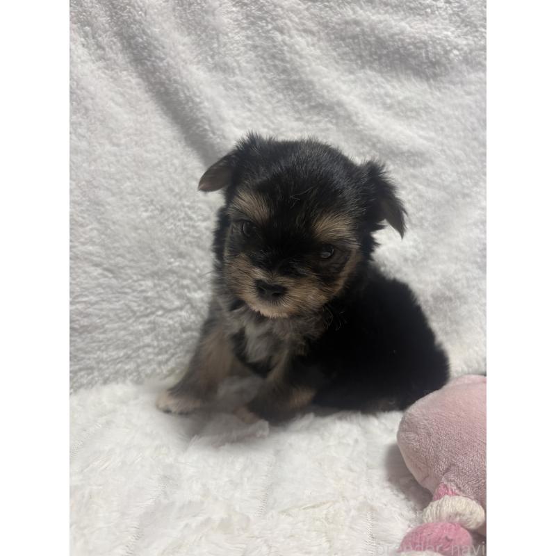 販売中の滋賀県のマルキー:マルチーズ×ヨークシャーテリア-436444の3枚目