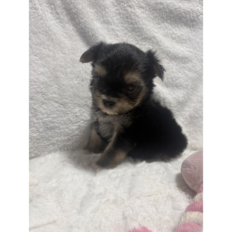 販売中の滋賀県のマルキー:マルチーズ×ヨークシャーテリア-436444の2枚目