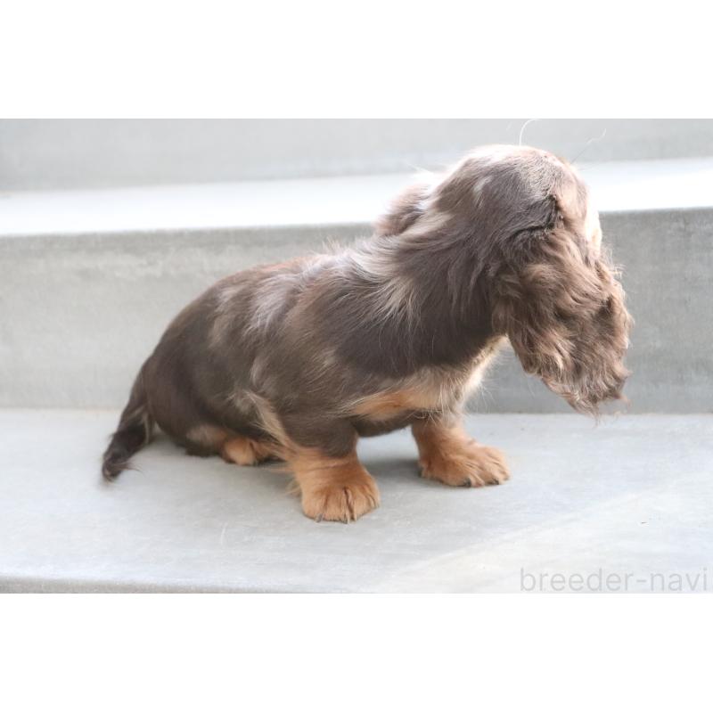 販売中の香川県のミニチュアダックスフンド(ロングヘアード)-420652の12枚目