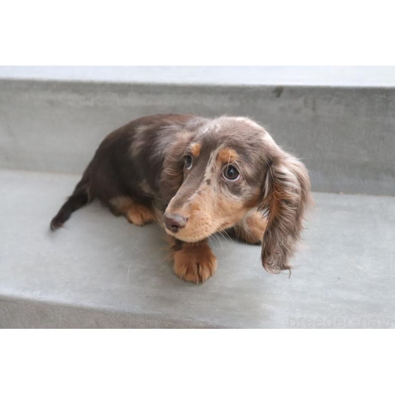 販売中の香川県のミニチュアダックスフンド(ロングヘアード)-420652の11枚目