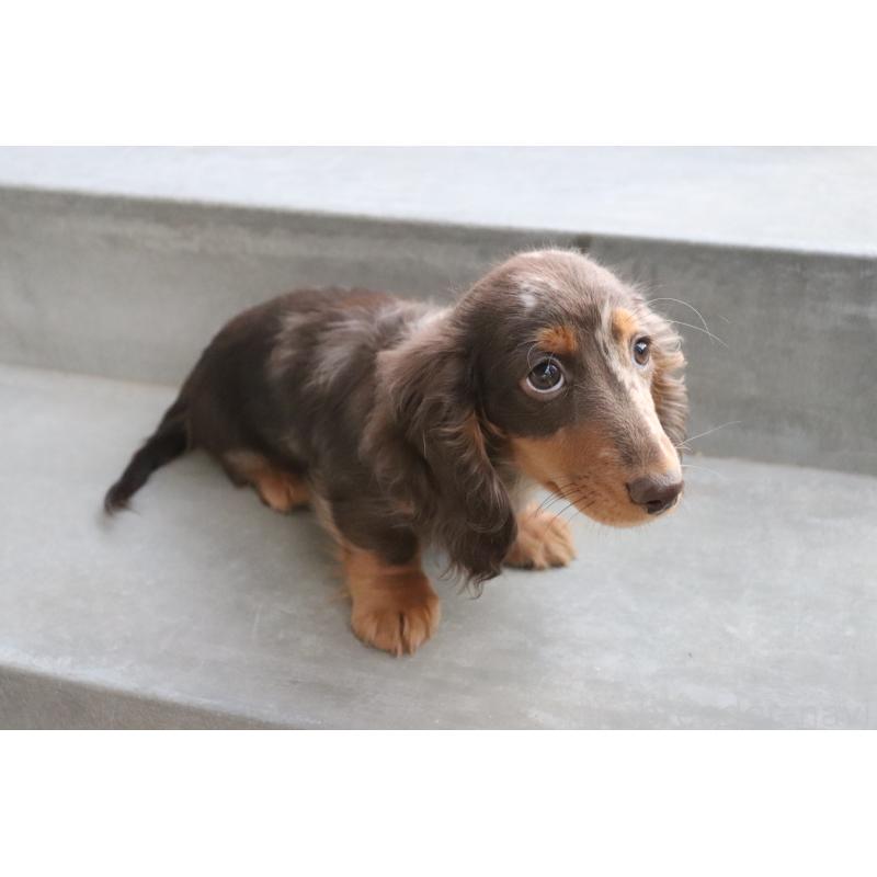 販売中の香川県のミニチュアダックスフンド(ロングヘアード)-420652の10枚目
