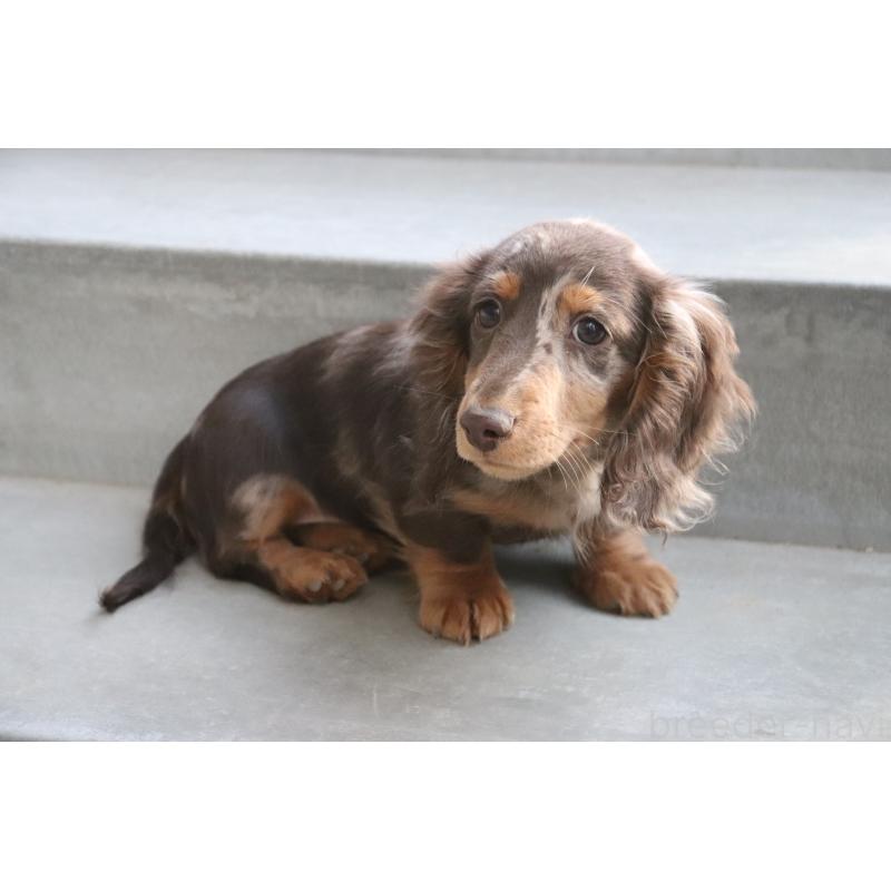 販売中の香川県のミニチュアダックスフンド(ロングヘアード)-420652の9枚目