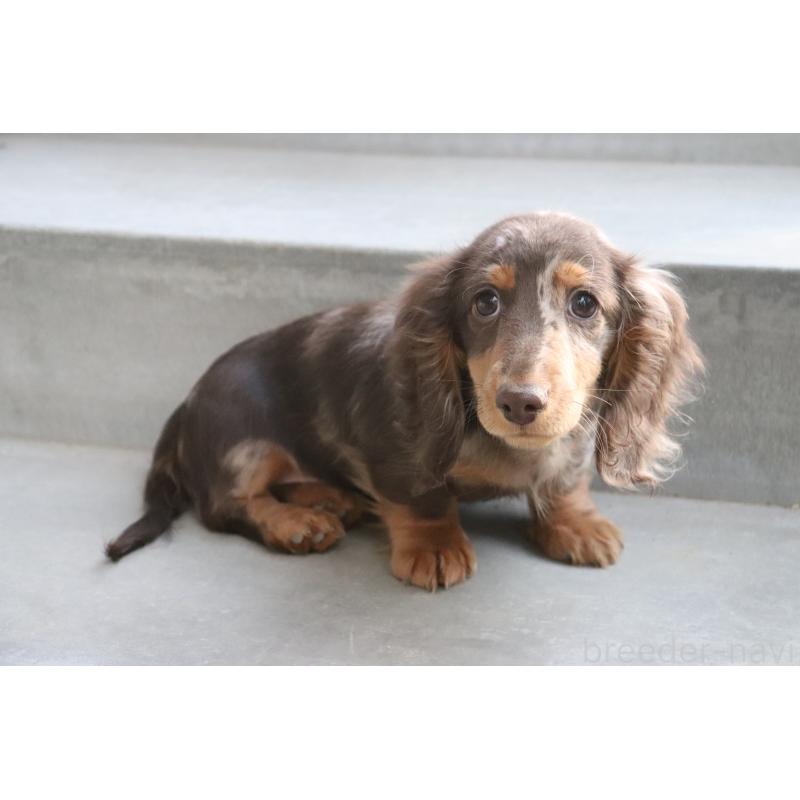 販売中の香川県のミニチュアダックスフンド(ロングヘアード)-420652の8枚目