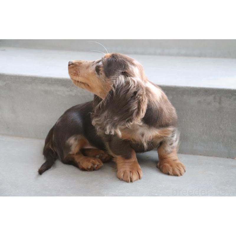 販売中の香川県のミニチュアダックスフンド(ロングヘアード)-420652の7枚目