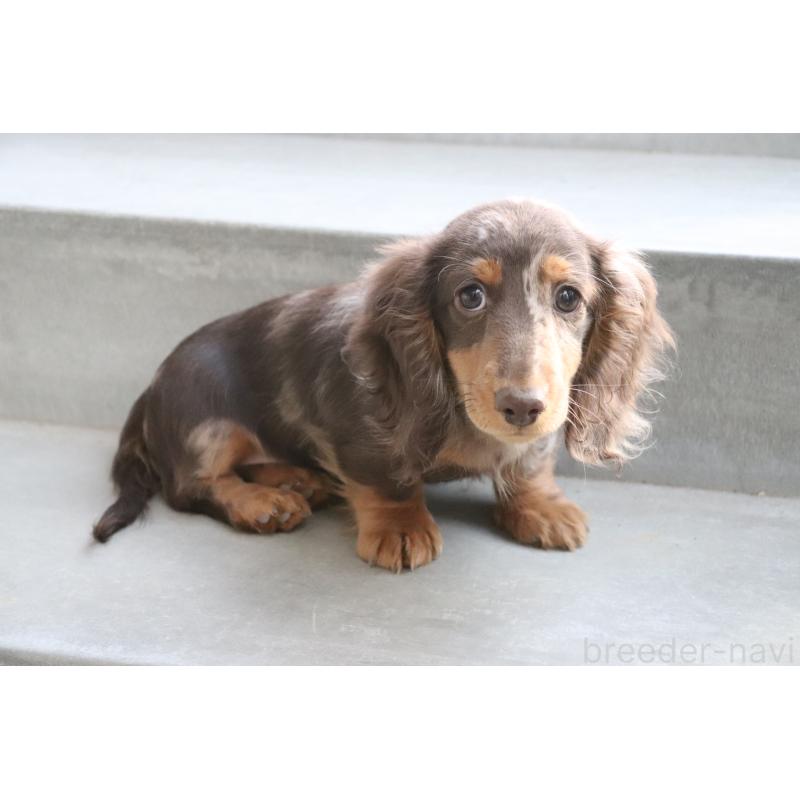 販売中の香川県のミニチュアダックスフンド(ロングヘアード)-420652の6枚目