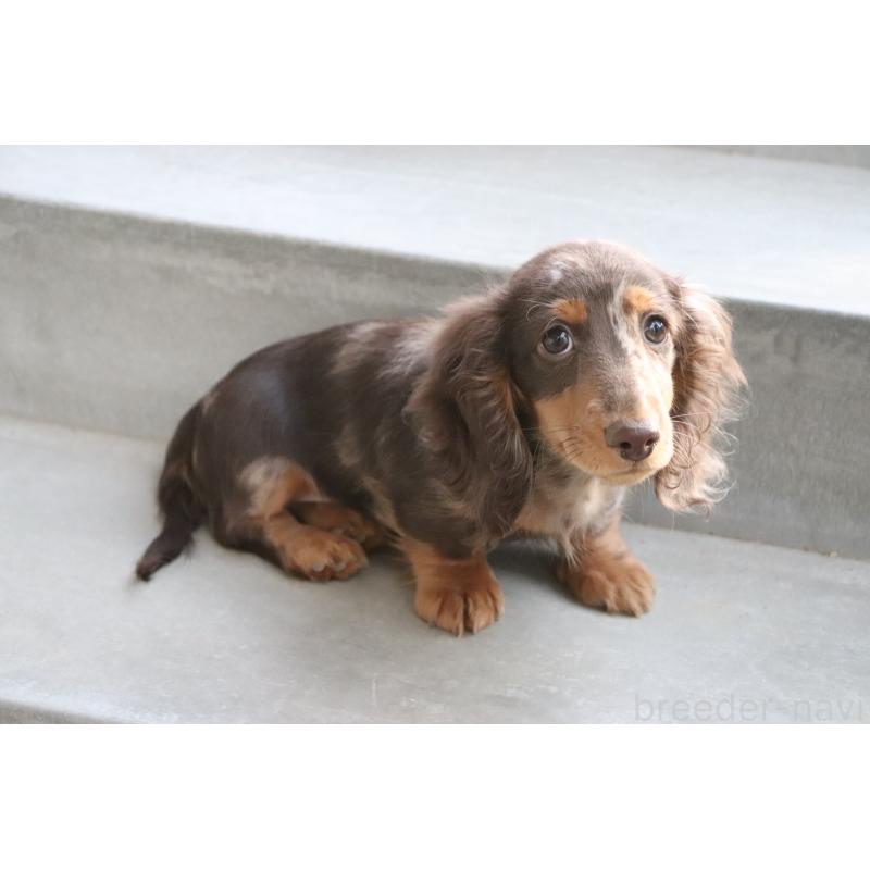 販売中の香川県のミニチュアダックスフンド(ロングヘアード)-420652の5枚目