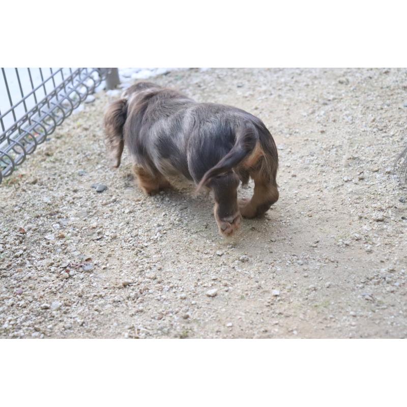 販売中の香川県のミニチュアダックスフンド(ロングヘアード)-420652の4枚目