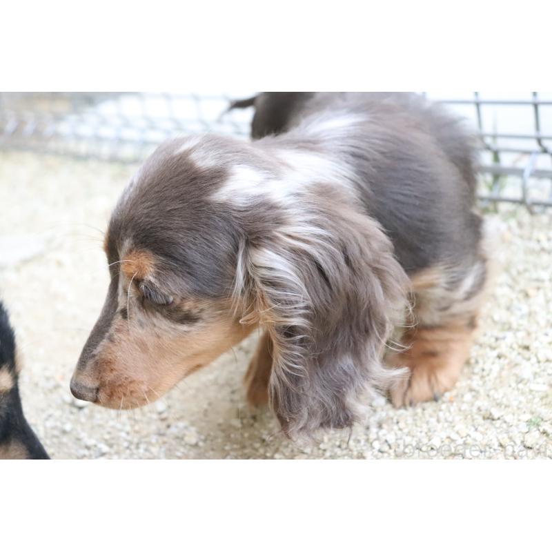 販売中の香川県のミニチュアダックスフンド(ロングヘアード)-420652の3枚目