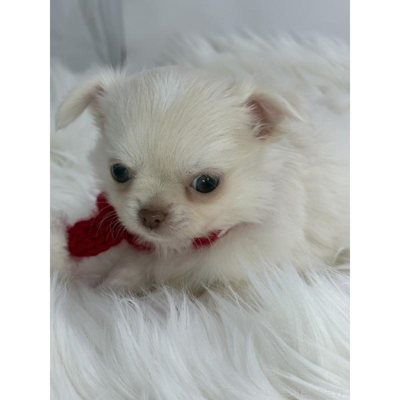 販売中の京都府のチワワ(ロングコート)-436445の4枚目