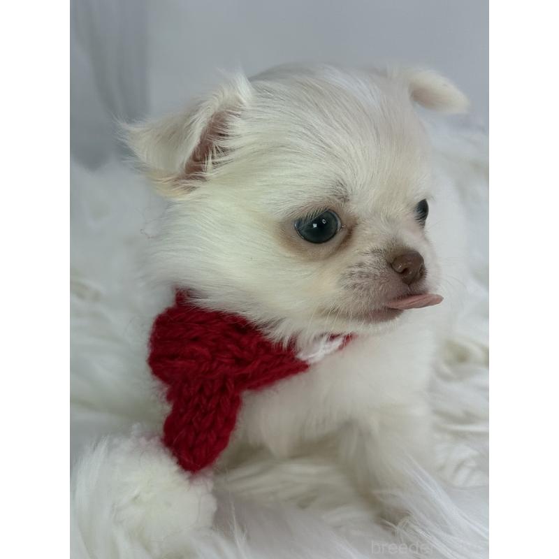 販売中の京都府のチワワ(ロングコート)-436445の3枚目