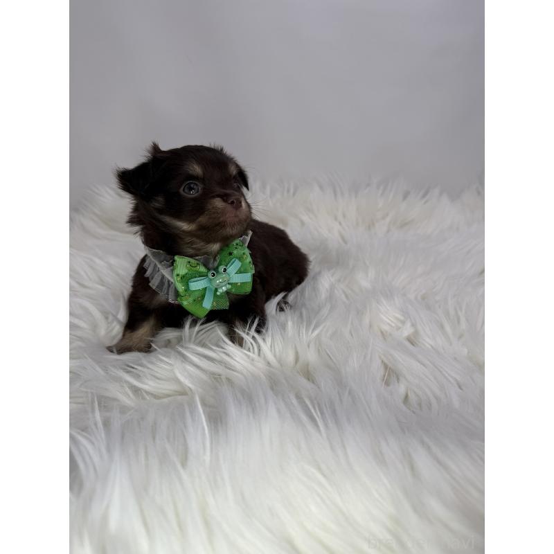 販売中の京都府のチワワ(ロングコート)-436446の4枚目