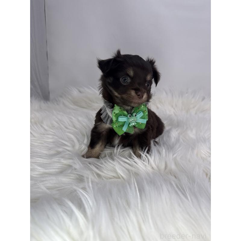 販売中の京都府のチワワ(ロングコート)-436446の3枚目