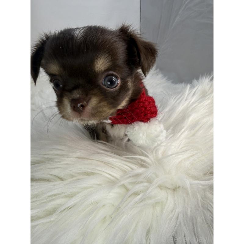 販売中の京都府のチワワ(ロングコート)-436447