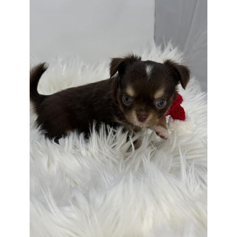 販売中の京都府のチワワ(ロングコート)-436447の4枚目