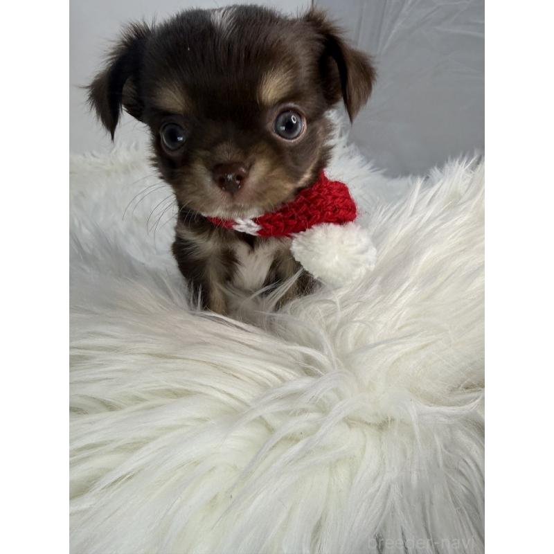 販売中の京都府のチワワ(ロングコート)-436447の3枚目