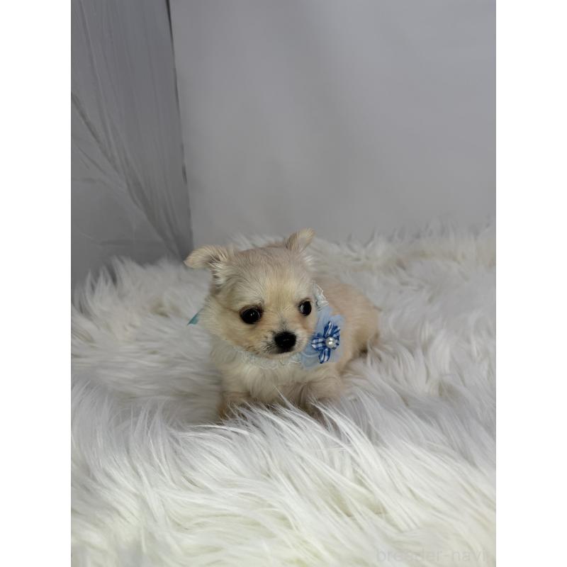 販売中の京都府のチワワ(ロングコート)-436449