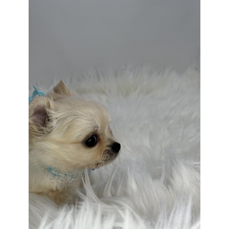 販売中の京都府のチワワ(ロングコート)-436449の3枚目