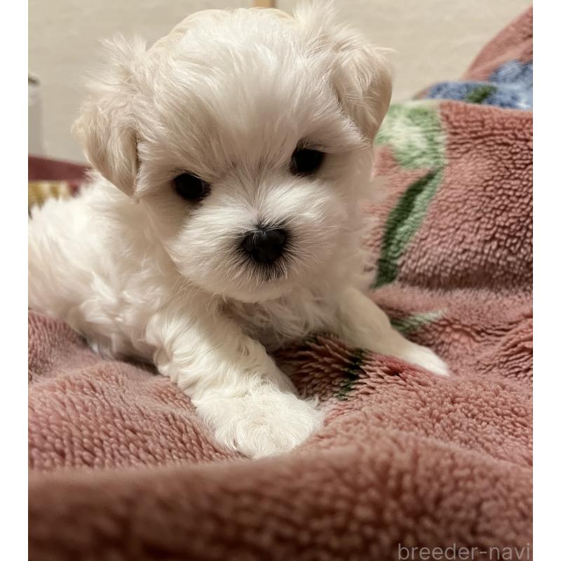 販売中の滋賀県のマルチーズ-430675の61枚目