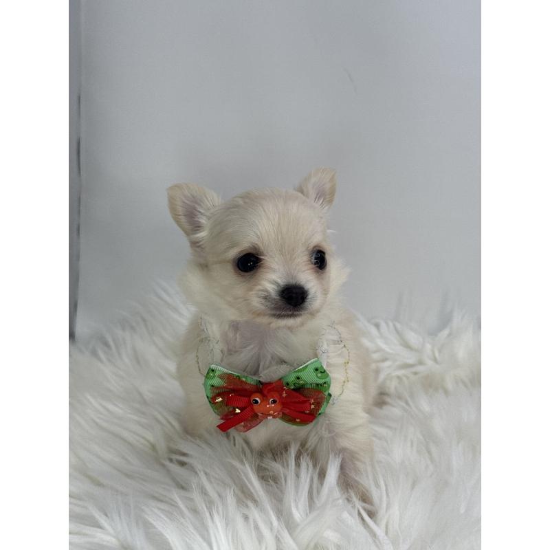 販売中の京都府のチワワ(ロングコート)-436450