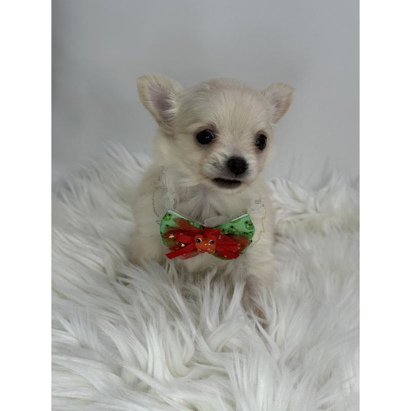 販売中の京都府のチワワ(ロングコート)-436450の3枚目