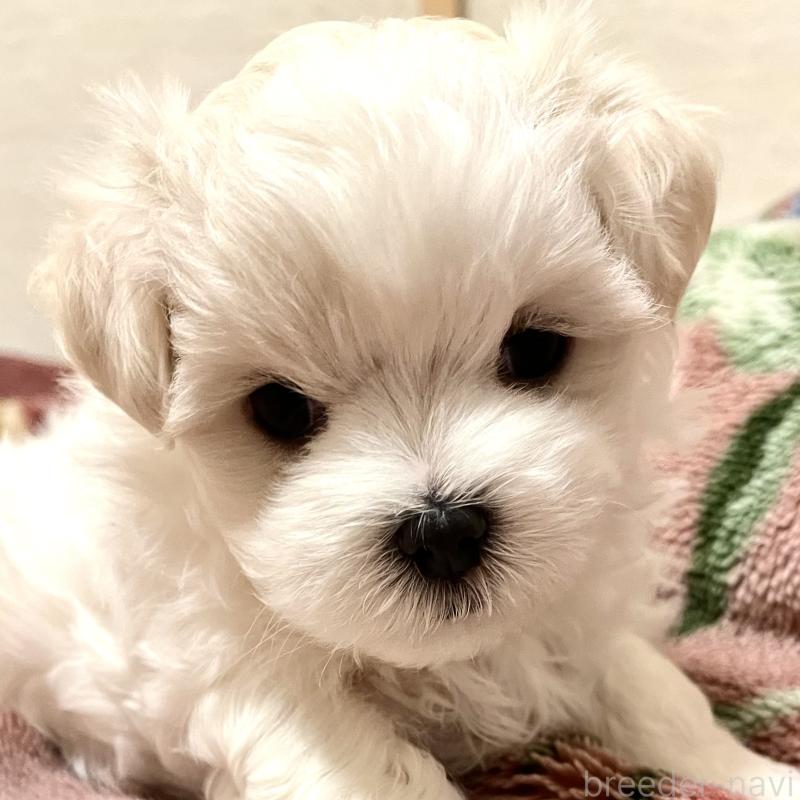 販売中の滋賀県のマルチーズ-430675