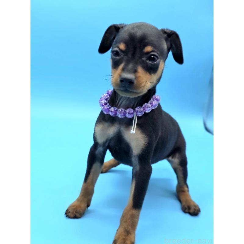 販売中の静岡県のミニチュアピンシャー(ミニピン)-436479の8枚目