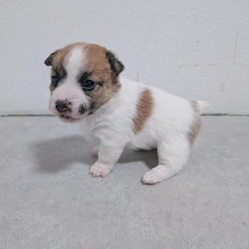 商談中の長崎県のジャックラッセルテリア-436452の8枚目