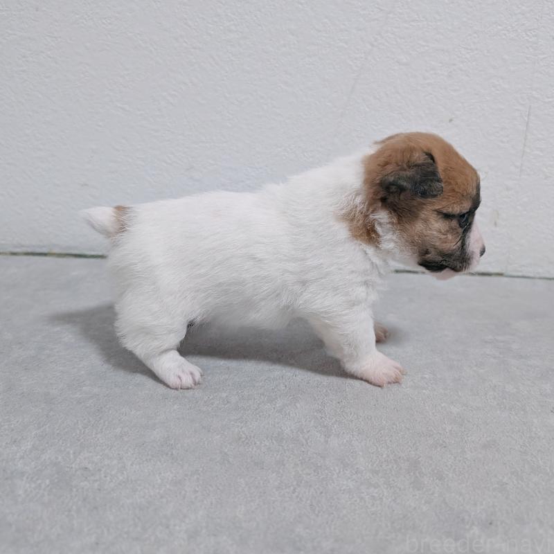 商談中の長崎県のジャックラッセルテリア-436452の7枚目