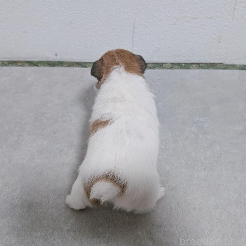 商談中の長崎県のジャックラッセルテリア-436452の6枚目