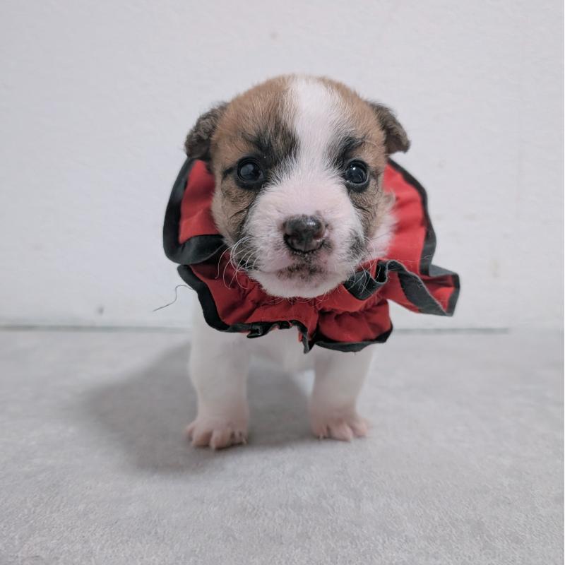 商談中の長崎県のジャックラッセルテリア-436452の5枚目