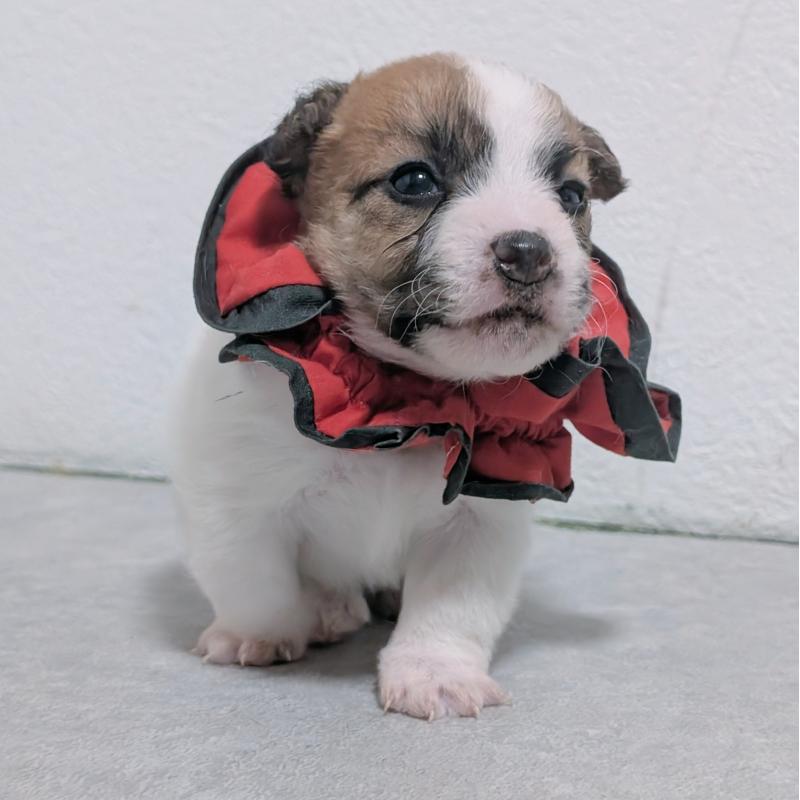 商談中の長崎県のジャックラッセルテリア-436452の4枚目