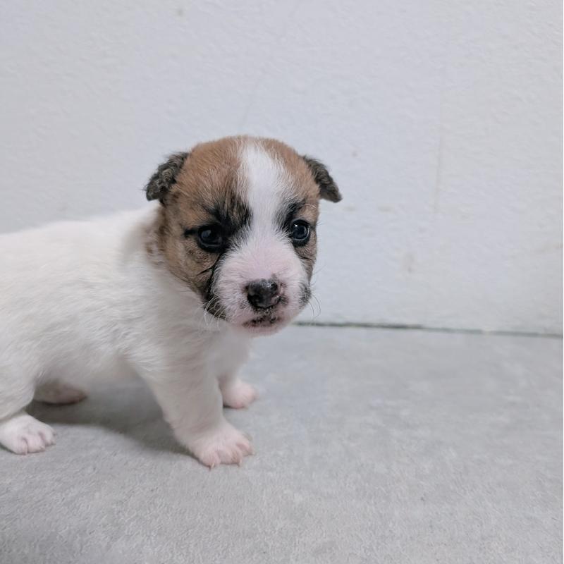 商談中の長崎県のジャックラッセルテリア-436452の3枚目