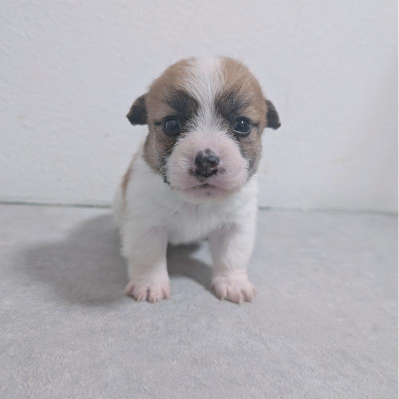 販売中の長崎県のジャックラッセルテリア-436453の10枚目