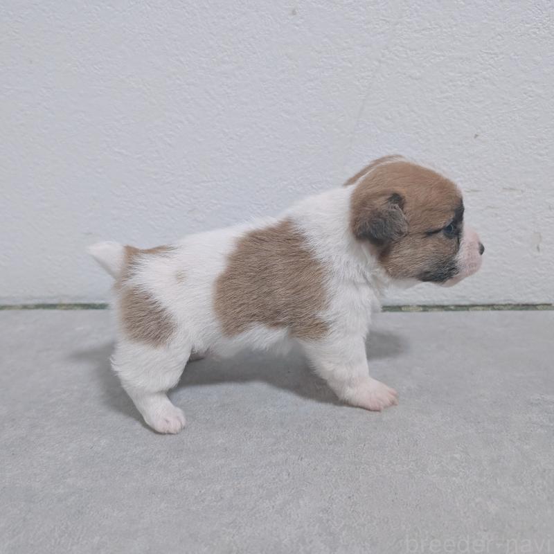 販売中の長崎県のジャックラッセルテリア-436453の8枚目