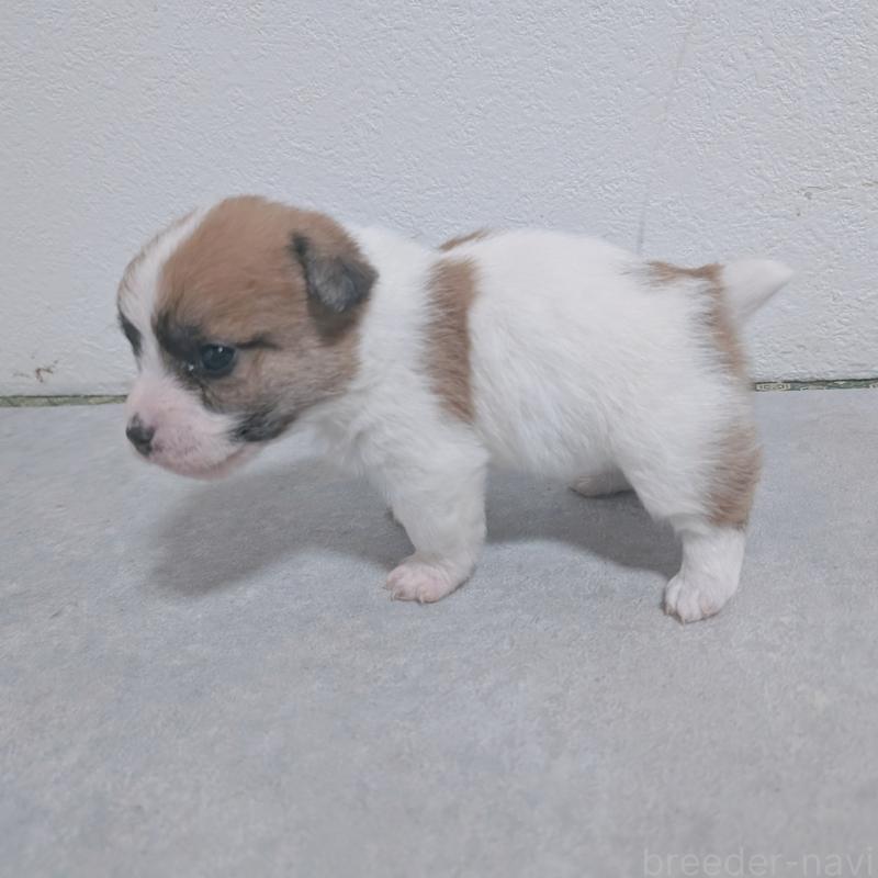 販売中の長崎県のジャックラッセルテリア-436453の7枚目