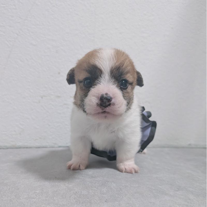 販売中の長崎県のジャックラッセルテリア-436453の5枚目