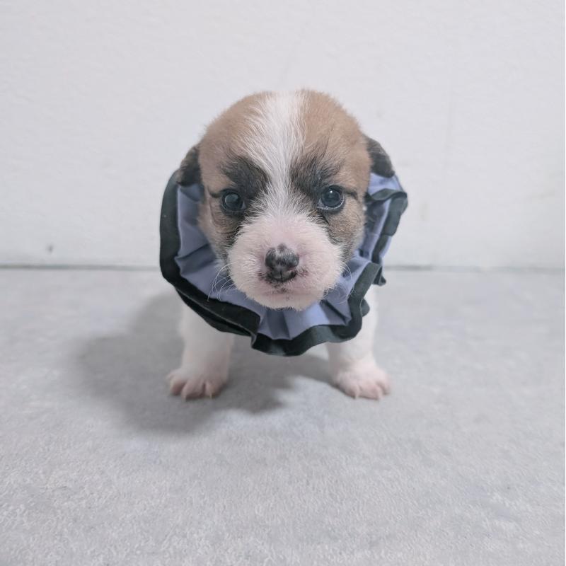 販売中の長崎県のジャックラッセルテリア-436453の4枚目