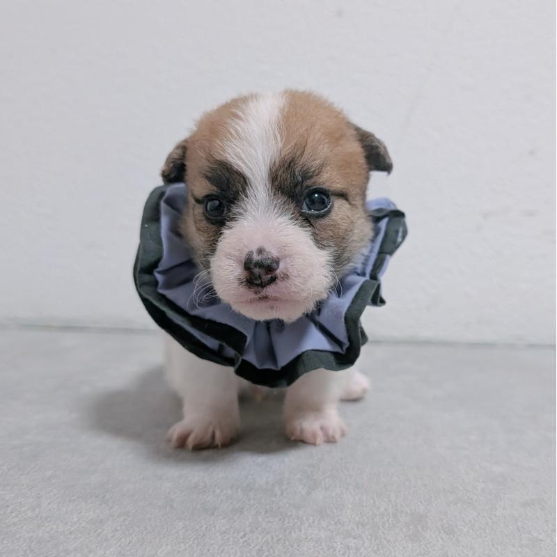 販売中の長崎県のジャックラッセルテリア-436453の3枚目