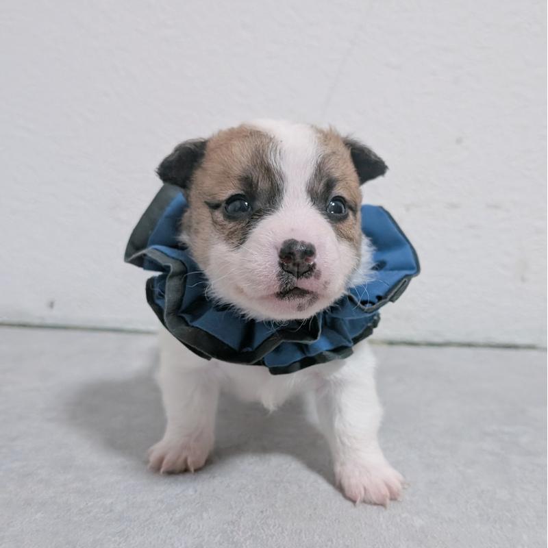 販売中の長崎県のジャックラッセルテリア-436454の9枚目