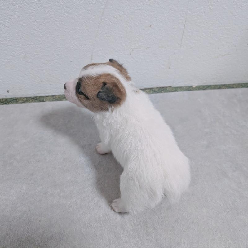 販売中の長崎県のジャックラッセルテリア-436454の8枚目